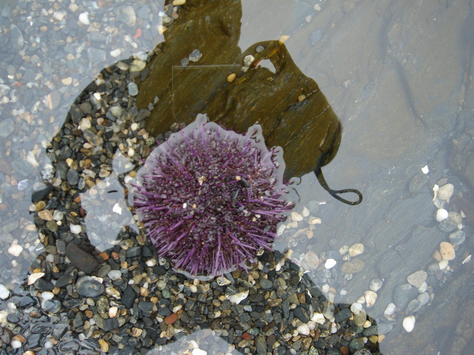 sea urchin and my reflection - Duncan.co