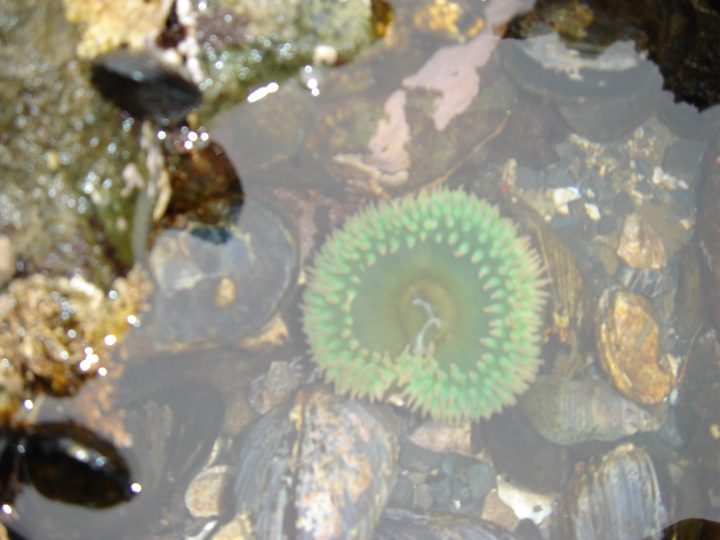 another cool anemone