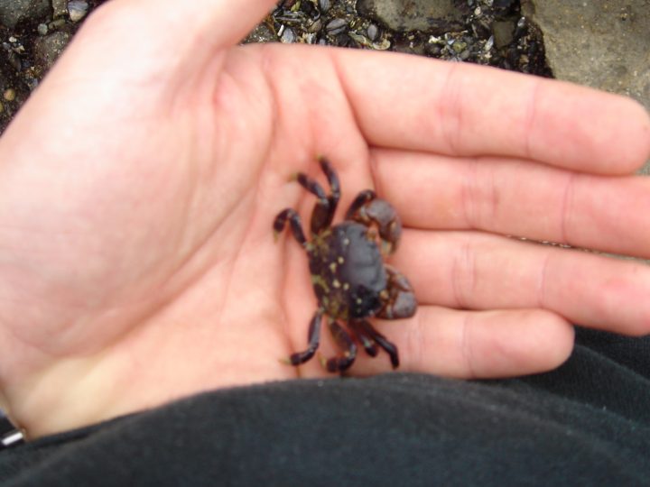 litte crab