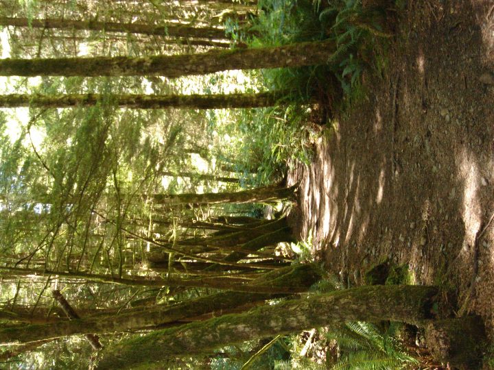 trail