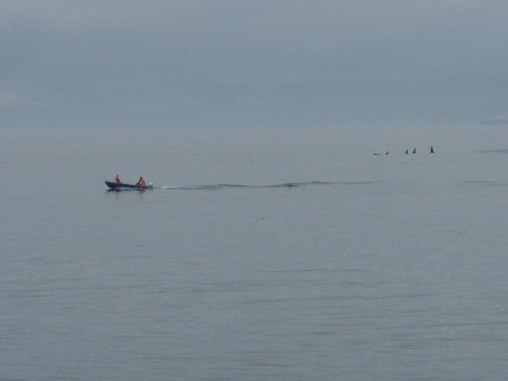 fishermen cruise past the orca whales
