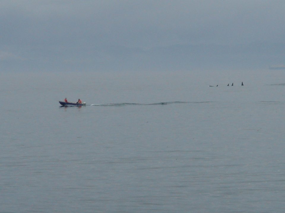fishermen cruise past the orca whales