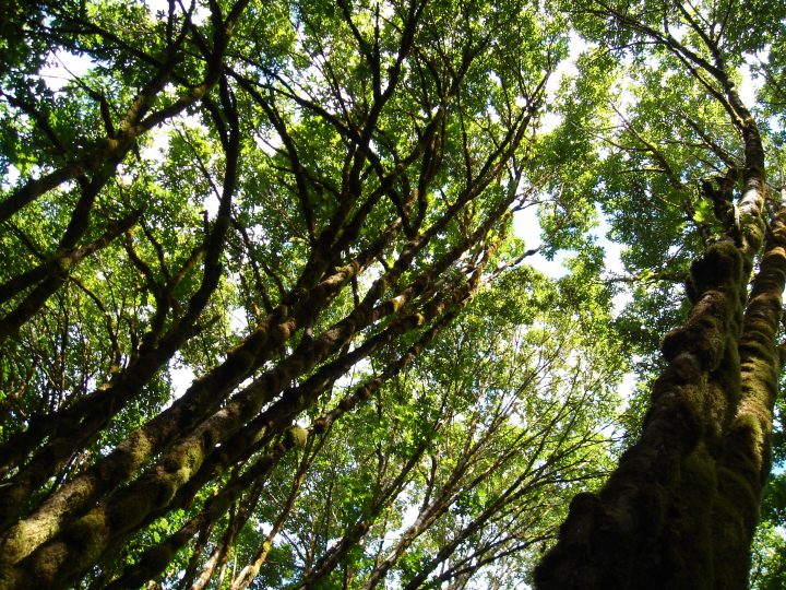bending trees