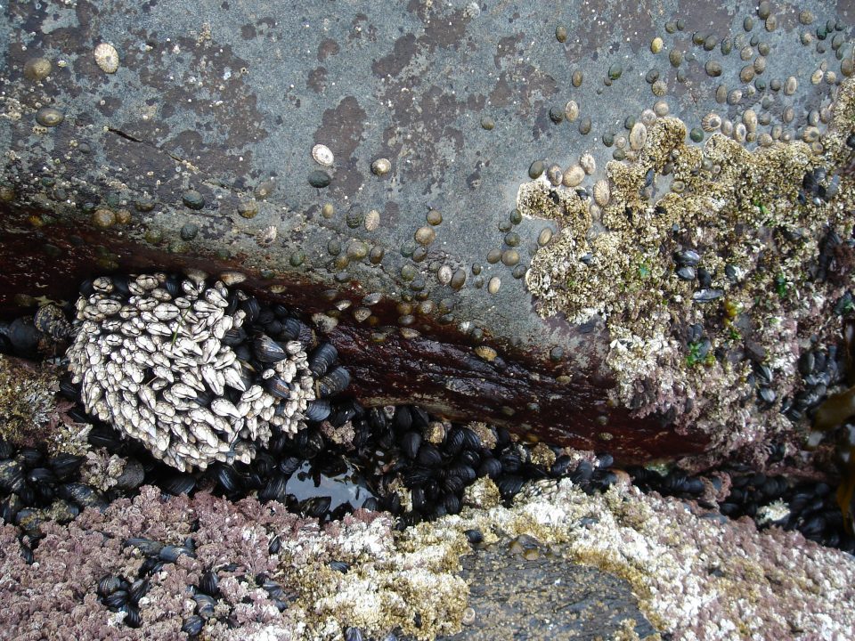 muscles in the tide pools at Botanical Beach