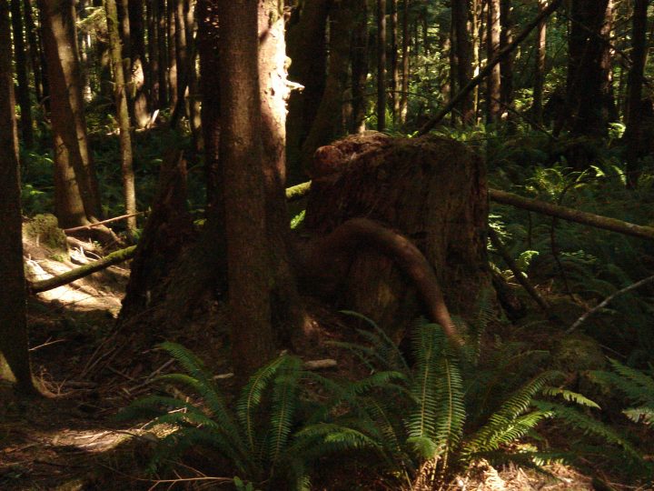 root that looks like an upside down arm