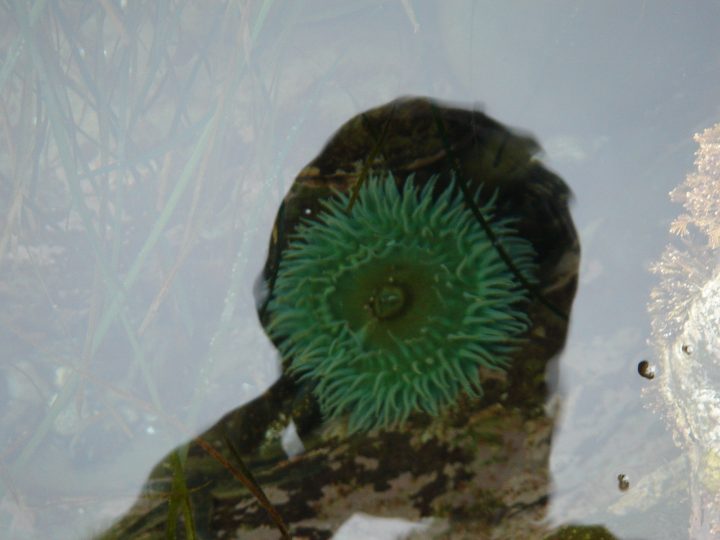 hat over anemone