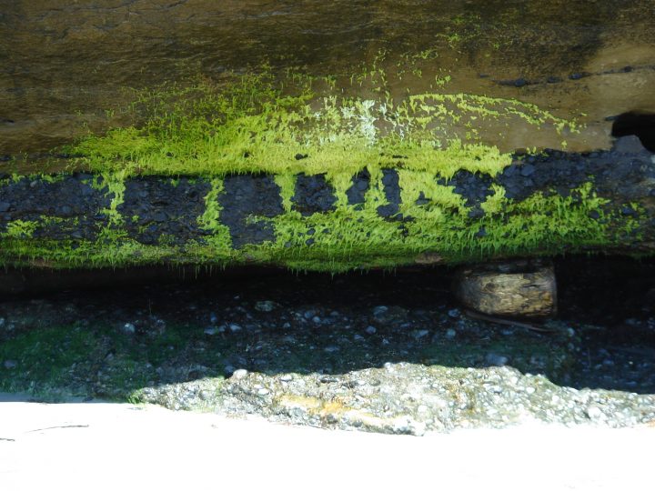 interesting moss on the cliffs at mystic beach