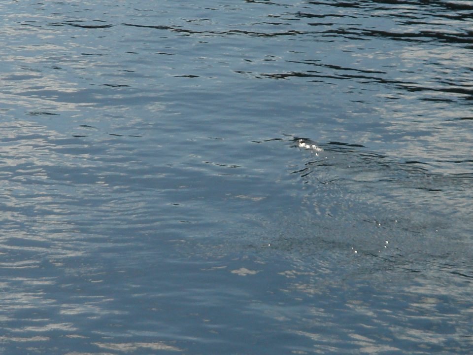 a seal i saw from the deck of the ferry