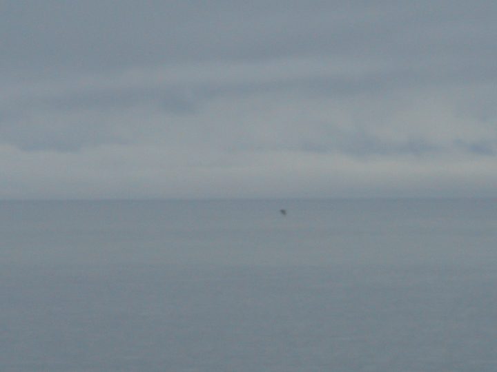 Whale jumping out of the water at 10X zoom