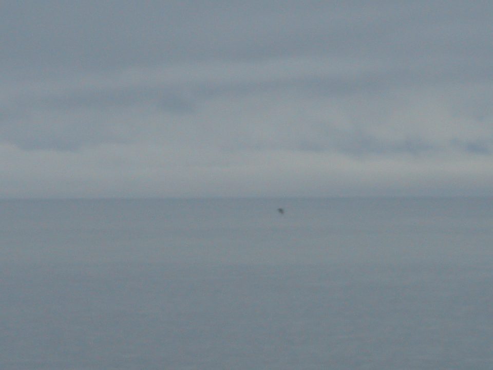 Whale jumping out of the water at 10X zoom