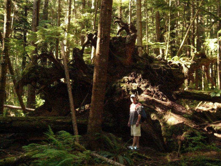 Duncan beside the roots of a massive fallen tree