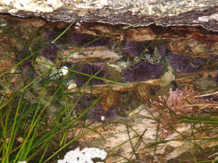 Sea Urchins