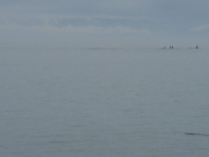 Orca Whales playing