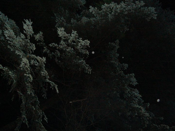 Spooky Trees at Night