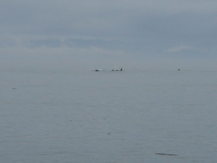 Orca Whales Playing