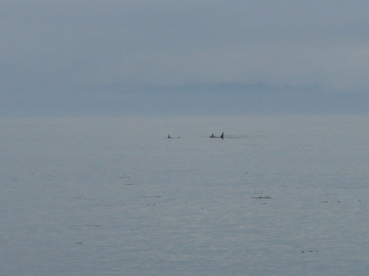 Orca Whales!