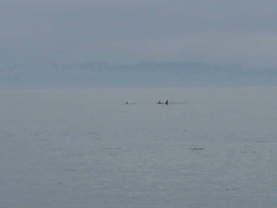 Orca Whales!