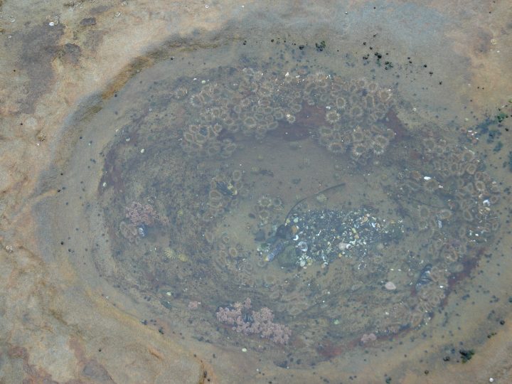 Tide Pool