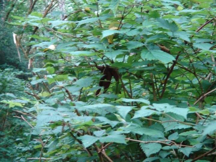 Man hanging from the tree (look hard!)
