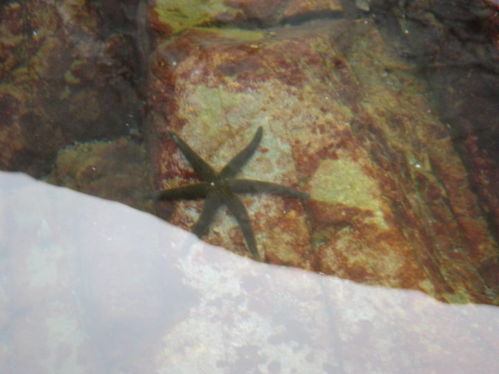 Starfish