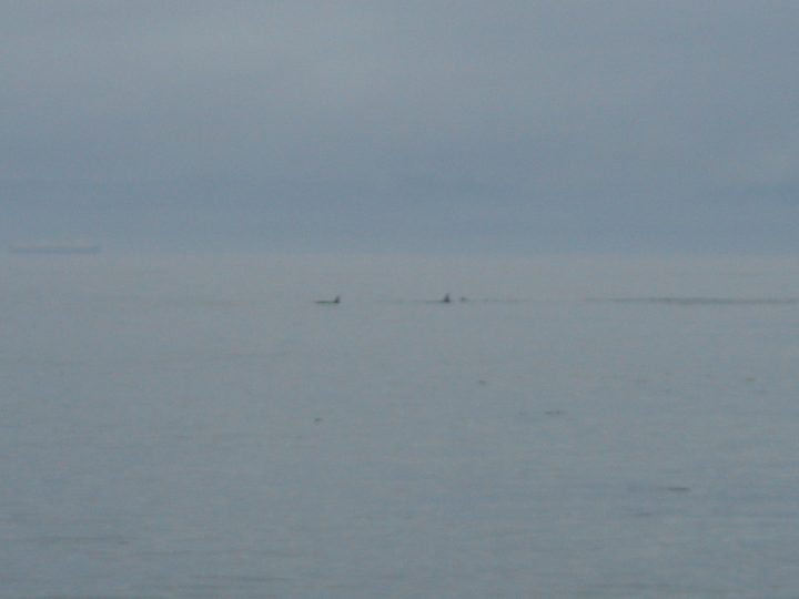 whales at 10X digital zoom