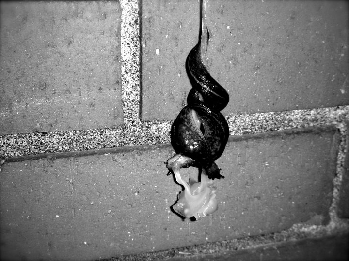 Slugs Mating