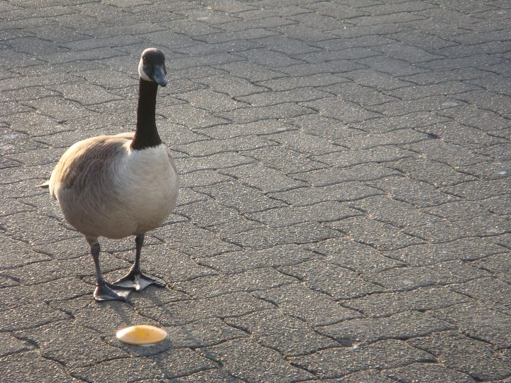 DSC06300