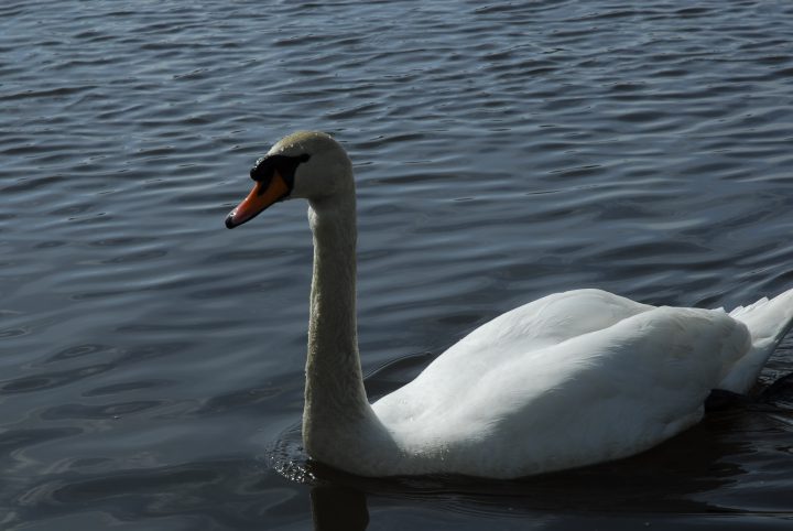 _DJR4932