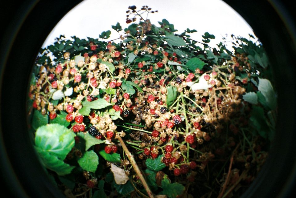 death berries