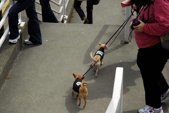 cute dogs have marathon bibs