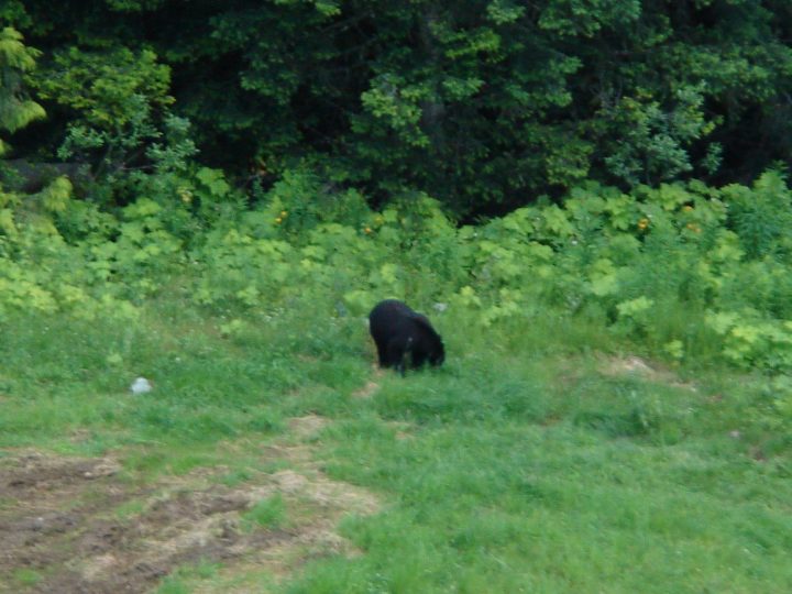 blackbear