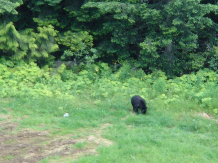 black bear