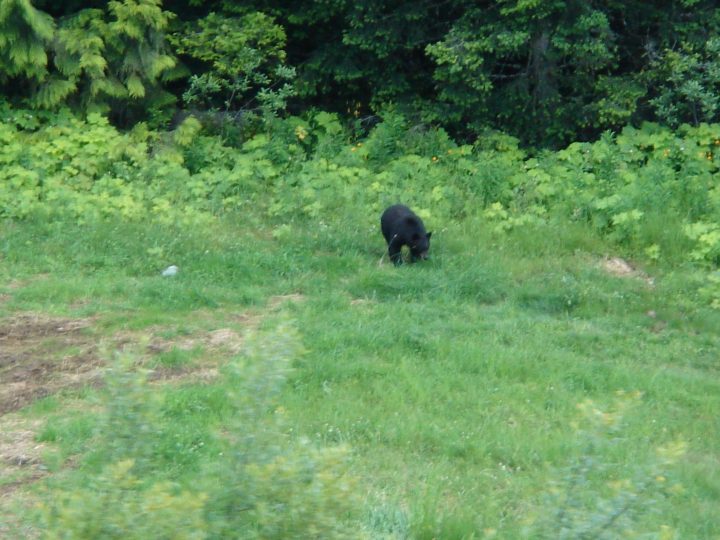 black bear