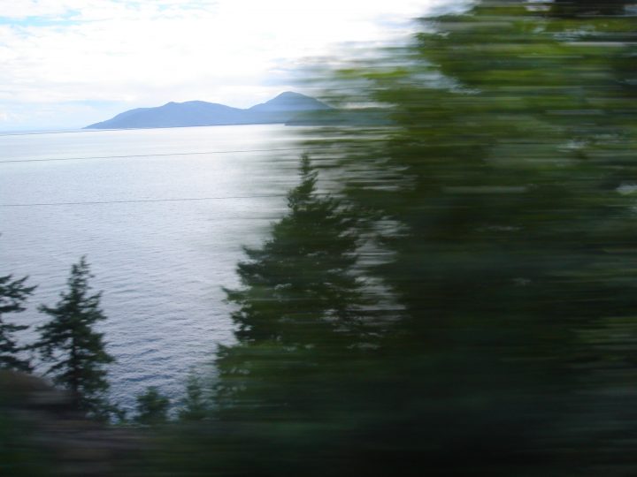 blurry trees