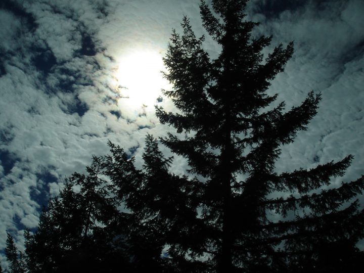 tree in the sun