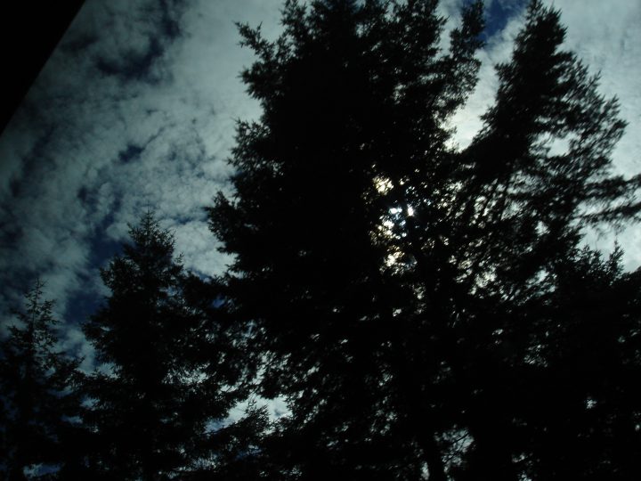 seatoskyhighway trees