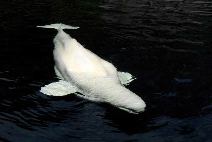 Beluga Whale