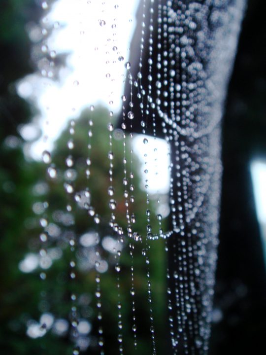 Spider Web With Dew Drops