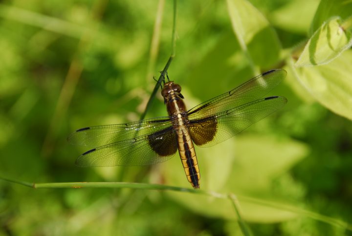 _DJR7663