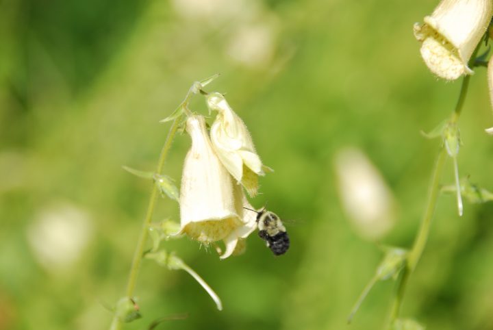 _DJR7625