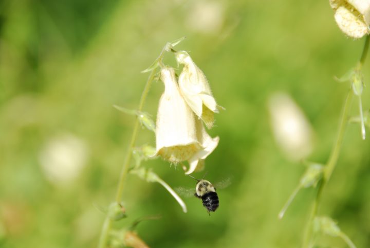 Bee