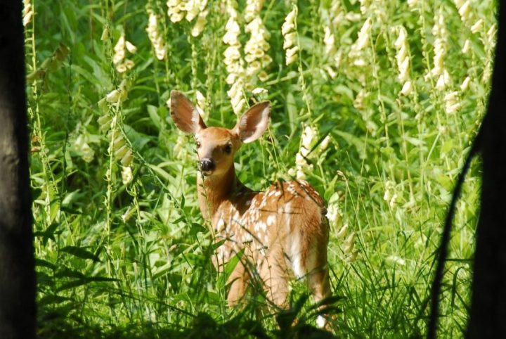 Bambi