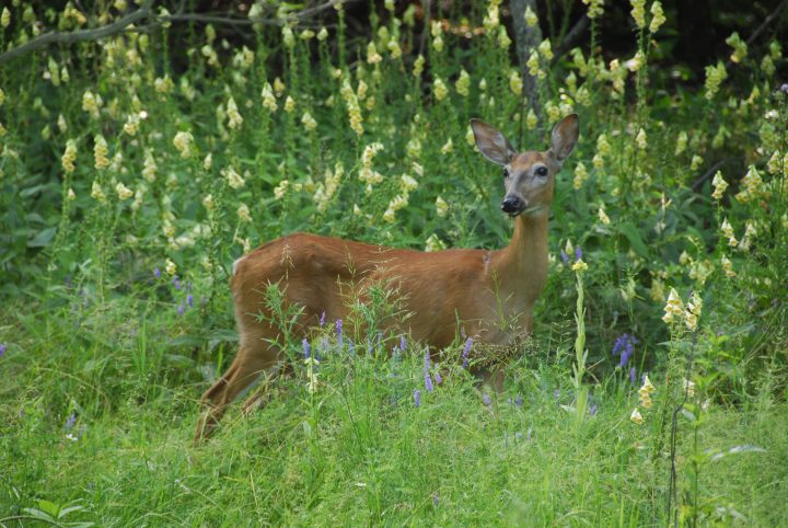 Deer