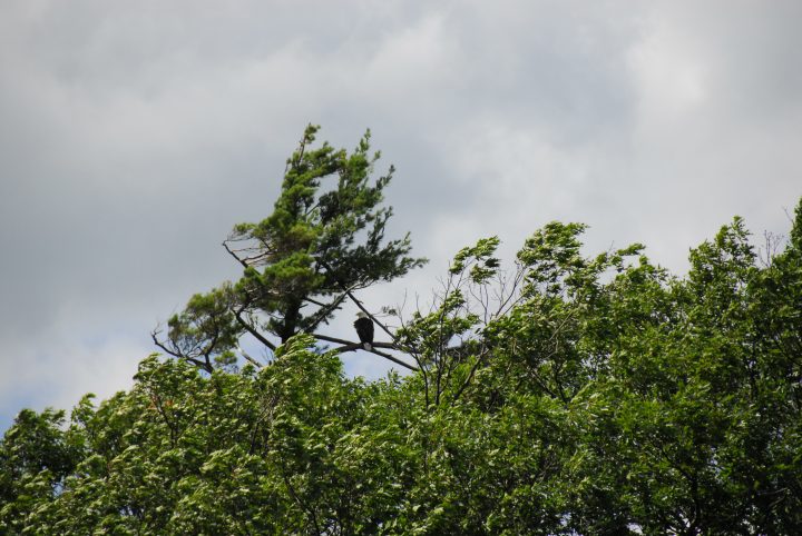 Bald Eagle