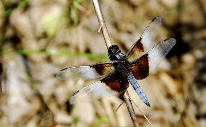 Dragonfly