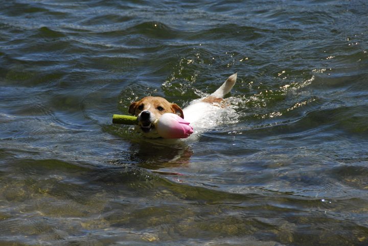 Target and his toy