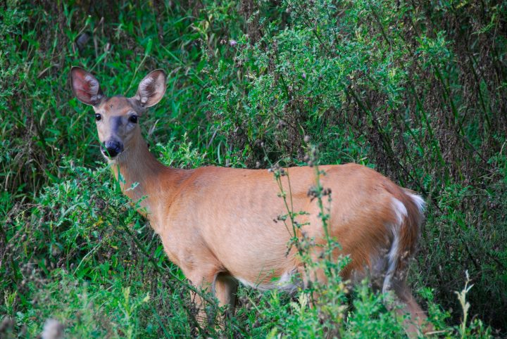 Deer