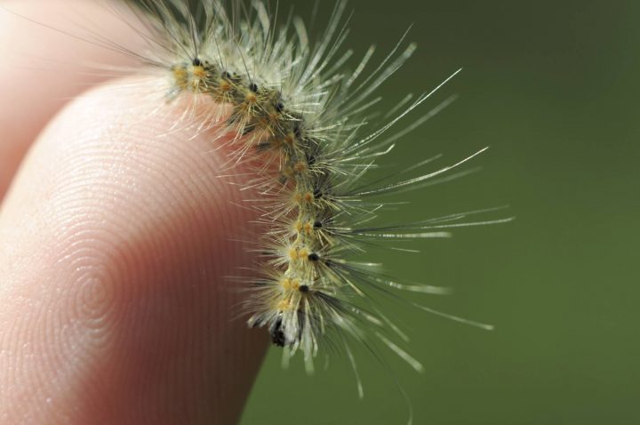 Caterpillar on my finger