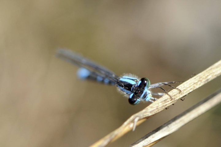 Tiny Legs