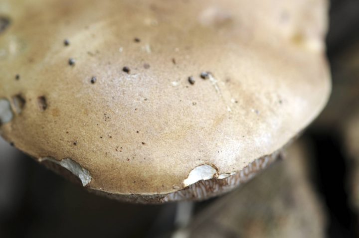 Mushroom